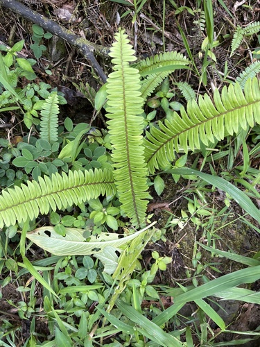 Nephrolepis rivularis, photograph 6
