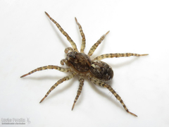 Paratrochosina amica