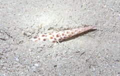 Terebra achates