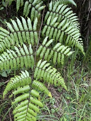 Cyathea borinquena