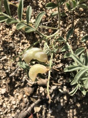 Astragalus ertterae