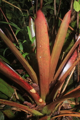 Guzmania sphaeroidea