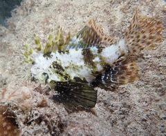 Dendrochirus barberi