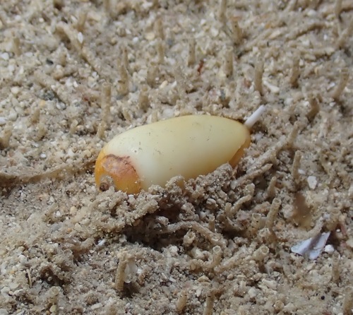 Imbricaria olivaeformis, 2022-03-03