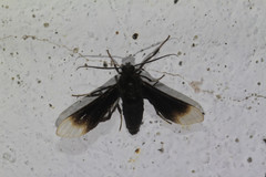 Pompiliodes albomarginata