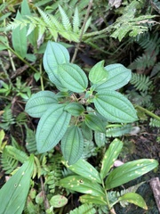 Miconia sintenisii