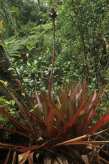 Guzmania sphaeroidea
