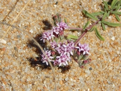 Stevia satureiifolia