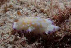 Goniobranchus albopustulosus