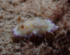 Goniobranchus albopustulosus