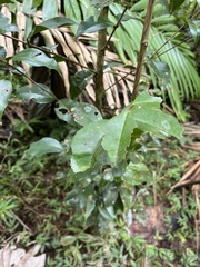 Eugenia biflora