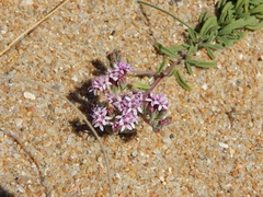 Stevia satureiifolia