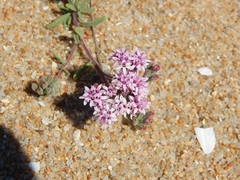 Stevia satureiifolia