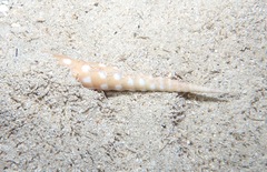 Terebra guttata