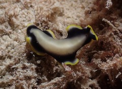 Pseudoceros paralaticlavus