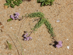 Stevia satureiifolia