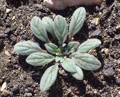 Phacelia curvipes