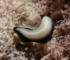 Pseudoceros paralaticlavus