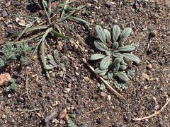 Phacelia curvipes