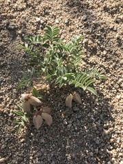 Astragalus ertterae