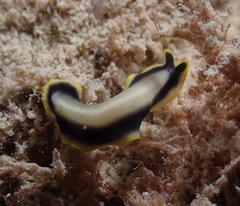 Pseudoceros paralaticlavus