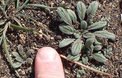 Phacelia curvipes