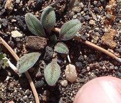 Phacelia curvipes