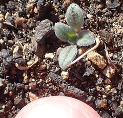 Phacelia curvipes