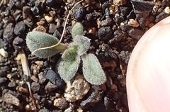 Phacelia curvipes