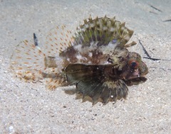 Dendrochirus barberi