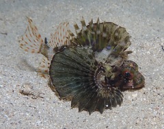 Dendrochirus barberi