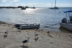 Larus livens