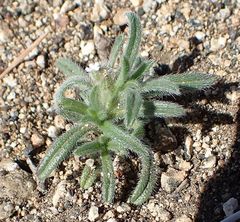Cryptantha barbigera barbigera