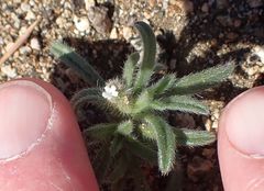 Cryptantha barbigera barbigera