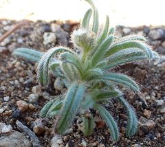 Cryptantha barbigera barbigera