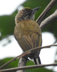 Picumnus pumilus