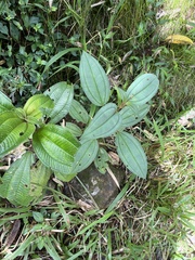 Miconia sintenisii