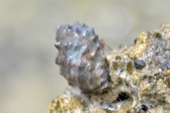 Plicopurpura patula