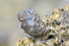 Plicopurpura patula