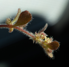 Pterostegia drymarioides