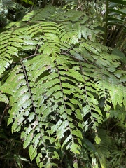 Cyathea borinquena