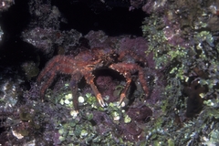 Amphithrax pilosus