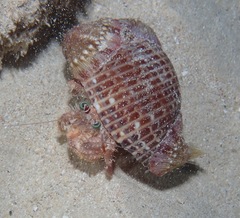 Dardanus gemmatus