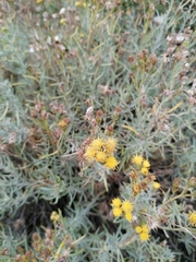 Senecio patagonicus