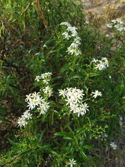 Olearia elliptica