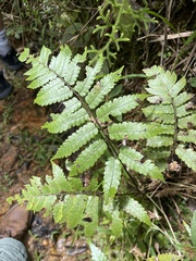 Cyathea borinquena