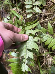 Cyathea borinquena