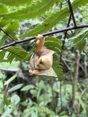 Parthena acutangula