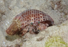 Dardanus gemmatus