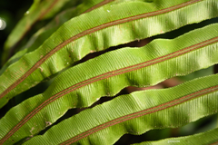 Neoblechnum brasiliense